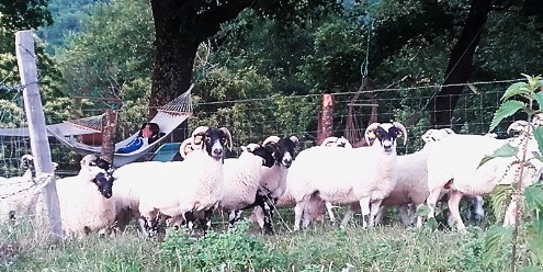 Farniente parmi les moutons du gite